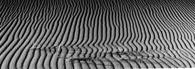 Last Light, Dune Grasses 2010