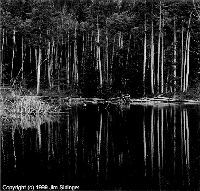 Image: Beaver Pond & Aspens, Colorado