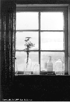 Image: Window Flowers